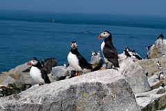 Three Atlantic Puffins Protecting Their Nesting Area in Maine
